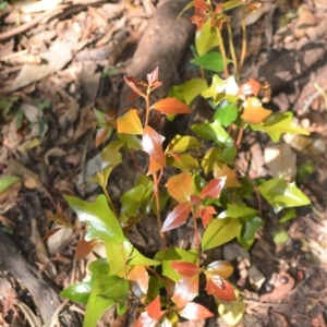 Scolopia braunii at Barrack Heights, NSW - 20 Feb 2023