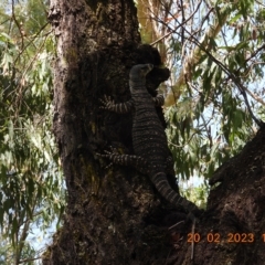 Varanus varius (Lace Monitor) at Wollondilly Local Government Area - 20 Feb 2023 by bufferzone