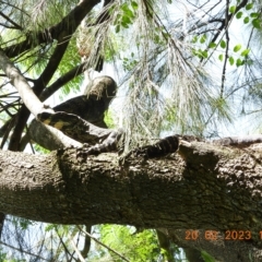 Varanus varius at Oakdale, NSW - suppressed