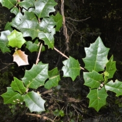 Alchornea ilicifolia (Dovewood, Native Holly) at Barrack Heights, NSW - 20 Feb 2023 by plants