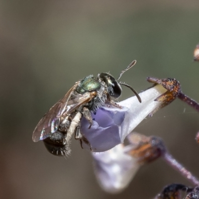 Lasioglossum (Homalictus) urbanum (Furrow Bee) at Acton, ACT - 20 Feb 2023 by Roger