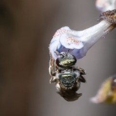 Homalictus (Homalictus) urbanus at Acton, ACT - 20 Feb 2023