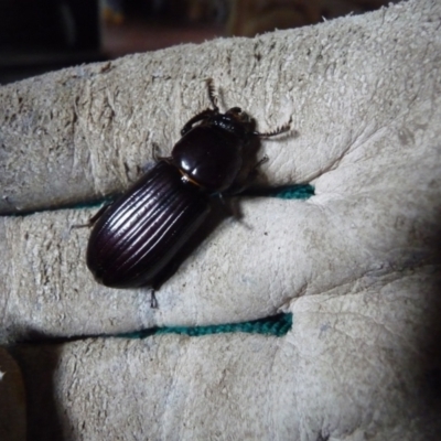 Passalidae (family) (Passalid or Bess Beetle) at QPRC LGA - 13 Jan 2019 by arjay