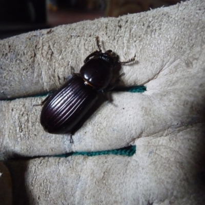 Passalidae (family) (Passalid or Bess Beetle) at Charleys Forest, NSW - 13 Jan 2019 by arjay