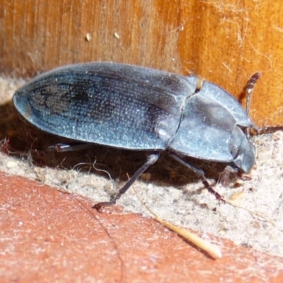 Pterohelaeus planus (Pie dish beetle) at QPRC LGA - 9 Jan 2010 by arjay