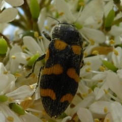 Castiarina australasiae (A jewel beetle) at QPRC LGA - 31 Jan 2010 by arjay