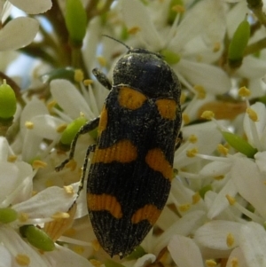 Castiarina australasiae at Charleys Forest, NSW - 31 Jan 2010