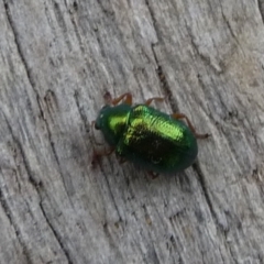 Edusella sp. (genus) (A leaf beetle) at Charleys Forest, NSW - 23 Dec 2013 by arjay