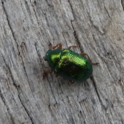 Edusella sp. (genus) (A leaf beetle) at Mongarlowe River - 23 Dec 2013 by arjay