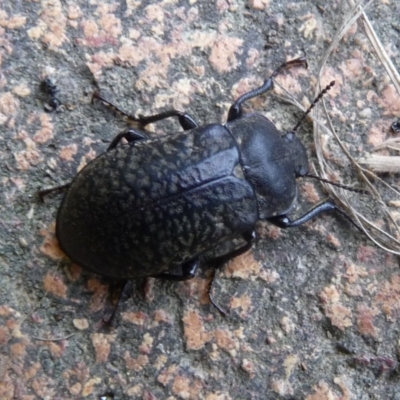 Pachycoelia sp. (genus) (A darkling beetle) at Mongarlowe River - 24 Dec 2013 by arjay