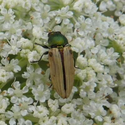 Castiarina sexguttata at QPRC LGA - 1 Jan 2014 by arjay