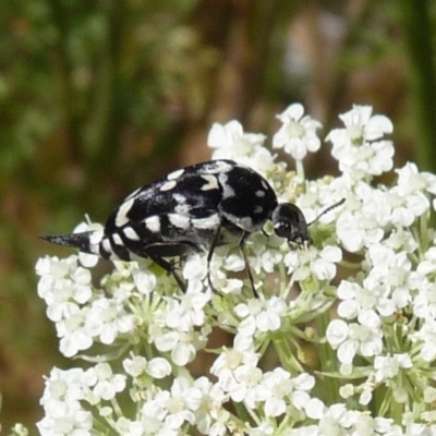 Hoshihananomia leucosticta (Pintail or Tumbling flower beetle) at Charleys Forest, NSW - 1 Jan 2014 by arjay