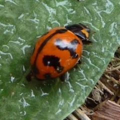 Coccinella transversalis (Transverse Ladybird) at Mongarlowe River - 3 Jan 2014 by arjay