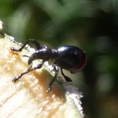 Rhynolaccus sp. (genus) (Rhynolaccus weevil) at QPRC LGA - 31 Aug 2014 by arjay