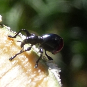 Rhynolaccus sp. (genus) at Charleys Forest, NSW - suppressed