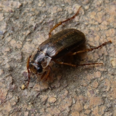 Telura sp. (genus) (A scarab beetle) at Mongarlowe River - 10 Nov 2019 by arjay