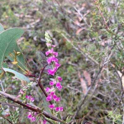 Spiranthes australis (Austral Ladies Tresses) at East Kangaloon - 19 Feb 2023 by Baronia