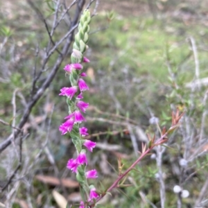 Spiranthes australis at East Kangaloon, NSW - 19 Feb 2023