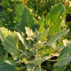 Chenopodium album (Fat Hen) at Fadden, ACT - 20 Feb 2023 by KumikoCallaway