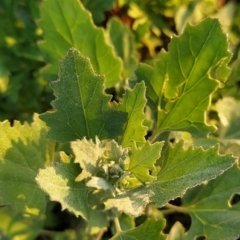 Chenopodium album at Fadden, ACT - 20 Feb 2023