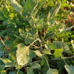 Chenopodium album at Fadden, ACT - 20 Feb 2023 07:02 AM