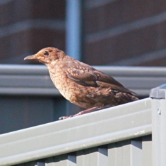 Turdus merula (Eurasian Blackbird) at Throsby, ACT - 20 Feb 2023 by davobj