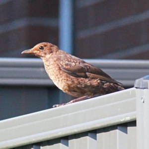 Turdus merula at Throsby, ACT - 20 Feb 2023