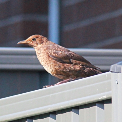 Turdus merula (Eurasian Blackbird) at Throsby, ACT - 19 Feb 2023 by davobj