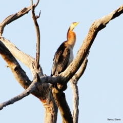 Anhinga novaehollandiae (Australasian Darter) at Mulligans Flat - 19 Feb 2023 by davobj