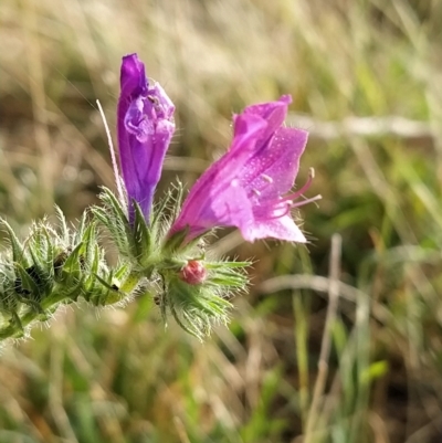 Echium plantagineum (Paterson's Curse) at Fadden, ACT - 19 Feb 2023 by KumikoCallaway