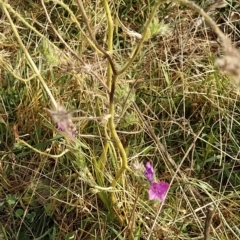 Echium plantagineum at Fadden, ACT - 20 Feb 2023 08:49 AM