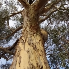 Eucalyptus rossii (Inland Scribbly Gum) at Fadden, ACT - 19 Feb 2023 by KumikoCallaway