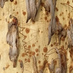 Eucalyptus rossii at Fadden, ACT - 20 Feb 2023