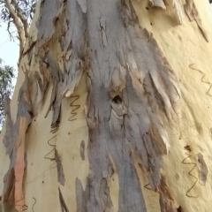 Eucalyptus rossii at Fadden, ACT - 20 Feb 2023