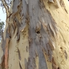 Eucalyptus rossii at Wanniassa Hill - 20 Feb 2023