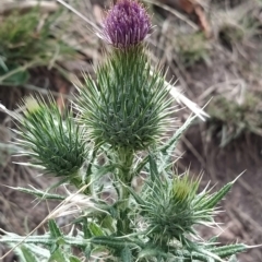 Cirsium vulgare (Spear Thistle) at Wanniassa Hill - 19 Feb 2023 by KumikoCallaway