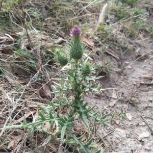 Cirsium vulgare at Fadden, ACT - 20 Feb 2023 08:37 AM