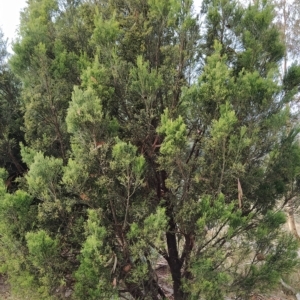 Exocarpos cupressiformis at Fadden, ACT - 20 Feb 2023