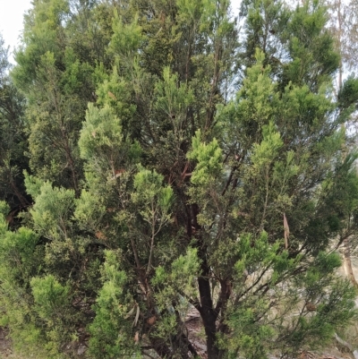 Exocarpos cupressiformis (Cherry Ballart) at Wanniassa Hill - 19 Feb 2023 by KumikoCallaway