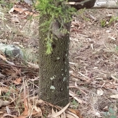 Exocarpos cupressiformis at Fadden, ACT - 20 Feb 2023