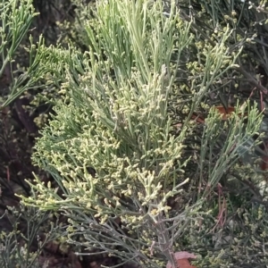 Exocarpos cupressiformis at Fadden, ACT - 20 Feb 2023