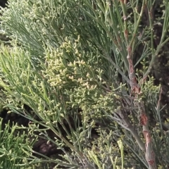 Exocarpos cupressiformis at Fadden, ACT - 20 Feb 2023