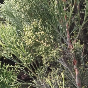 Exocarpos cupressiformis at Fadden, ACT - 20 Feb 2023