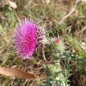 Carduus nutans at Fadden, ACT - 20 Feb 2023 08:50 AM