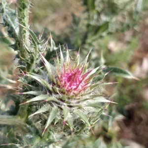 Carduus nutans at Fadden, ACT - 20 Feb 2023