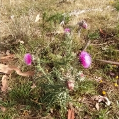 Carduus nutans at Fadden, ACT - 20 Feb 2023