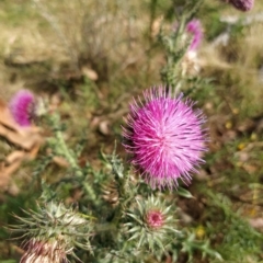 Carduus nutans at Fadden, ACT - 20 Feb 2023