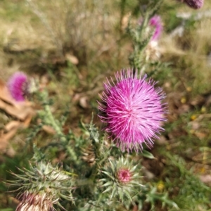 Carduus nutans at Fadden, ACT - 20 Feb 2023