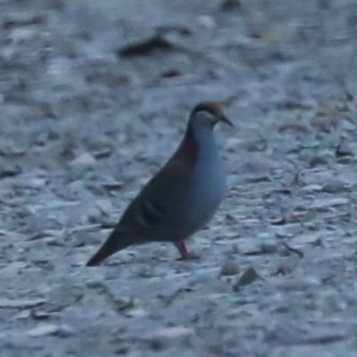 Phaps elegans (Brush Bronzewing) at Namadgi National Park - 19 Feb 2023 by JohnHurrell