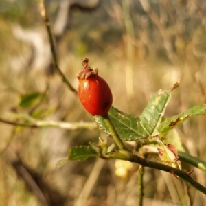 Rosa canina at Fadden, ACT - 20 Feb 2023